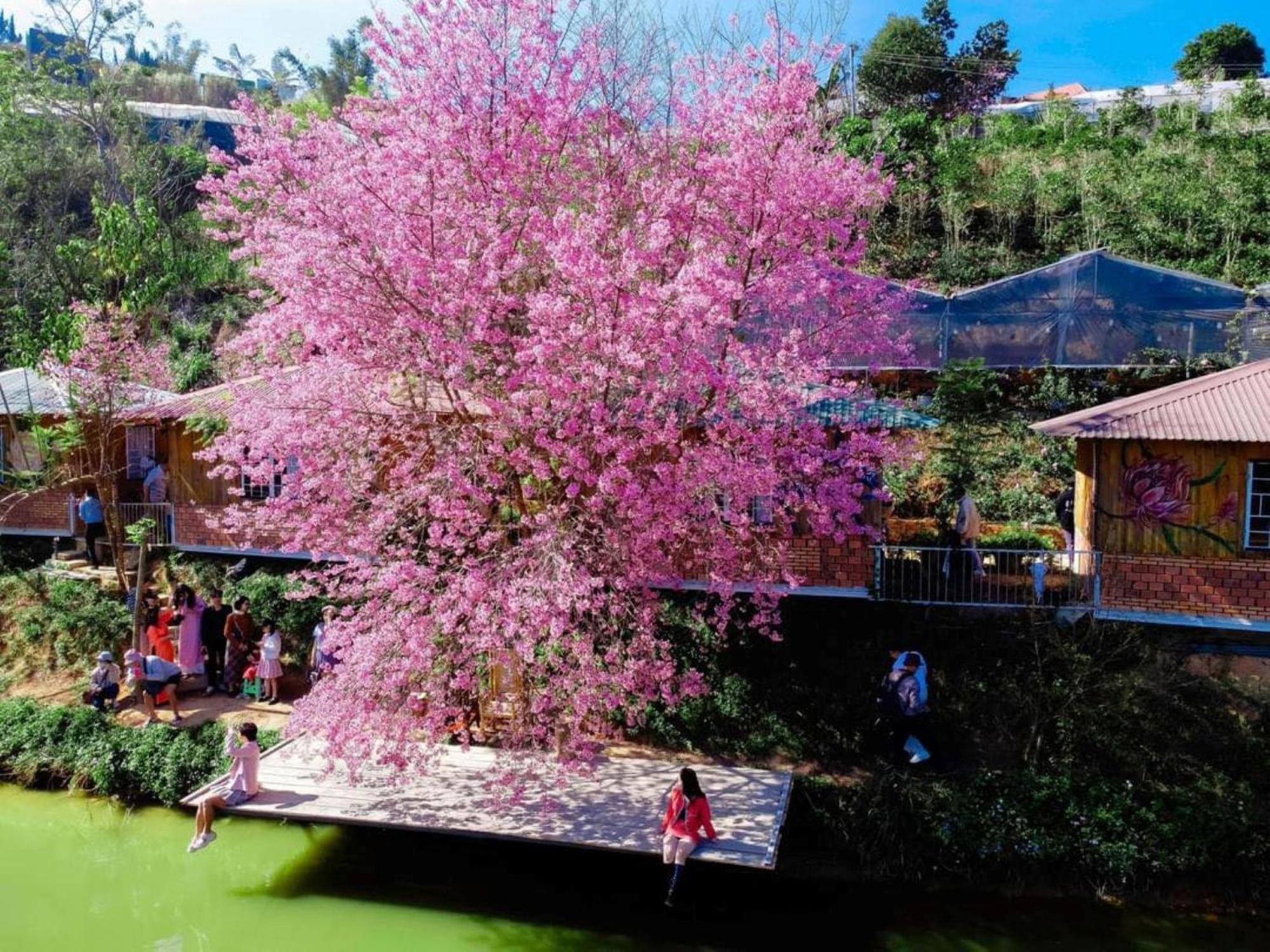 Nha Ben Ho - Da Lat Homestay ภายนอก รูปภาพ